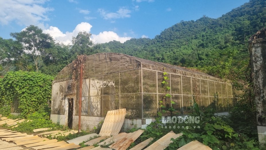 Trai giong cay trong Cao Ky thuoc du an san xuat giong cam, quyt va hong khong hat tinh Bac Kan giai doan 2011-2015. Du an co tong muc dau tu gan 14 ti dong. Anh: Lam Thanh