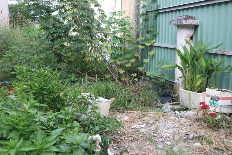 Agricultural plots interspersed with residential areas are a concern for many people because the conversion fee to residential land will increase. Photo: Huan Cao