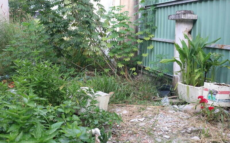 Agricultural plots interspersed with residential areas are a concern for many people because the conversion fee to residential land will increase. Photo: Huan Cao