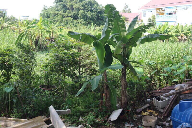 Khu dat nong nghiep cua gia dinh ong Sy dang muon chuyen len tho cu de xay nha cho cac con nhung dang “bat luc” boi muc phi cao. Anh: Huan Cao