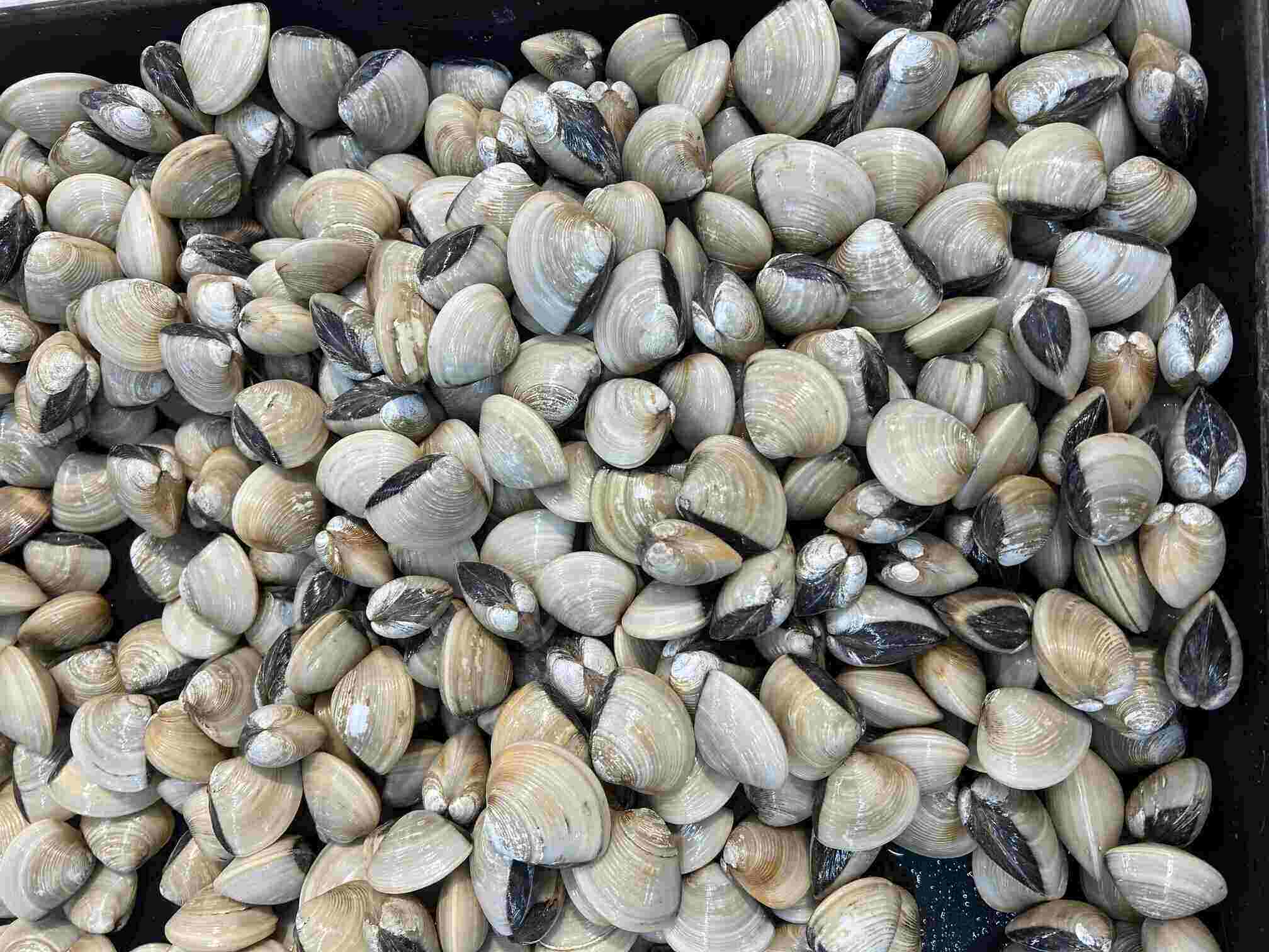White clams are considered a potential food in controlling blood sugar. Photo: Kieu Vu