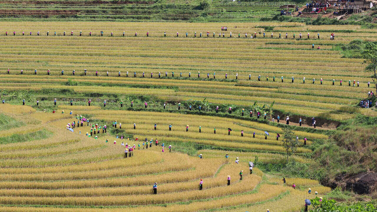 Me man truoc ve dep cua ruong bac thang o Hoa Binh. Anh: Dang Tinh