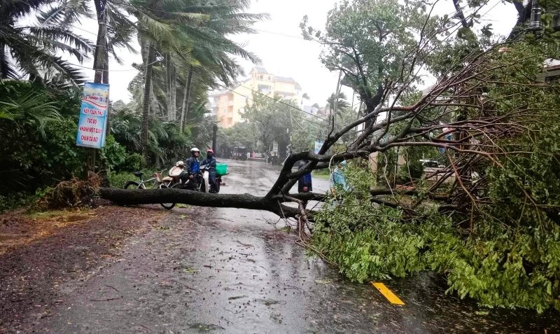 Cay xanh bi bao danh bat goc nam chan ngang duong Cua Dai, Hoi An. Anh: Thanh Ba