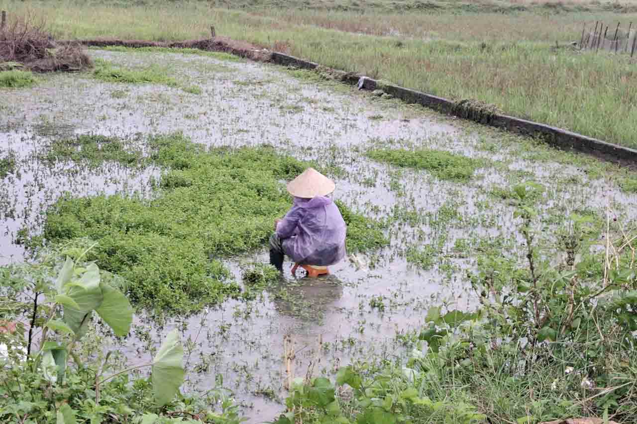 On the morning of October 27, heavy rains in Ha Tinh caused flooded fields. In the photo, a woman in Tan Lam Huong commune (Thach Ha district, Ha Tinh province) is picking vegetables that were flooded. Photo: Tran Tuan.