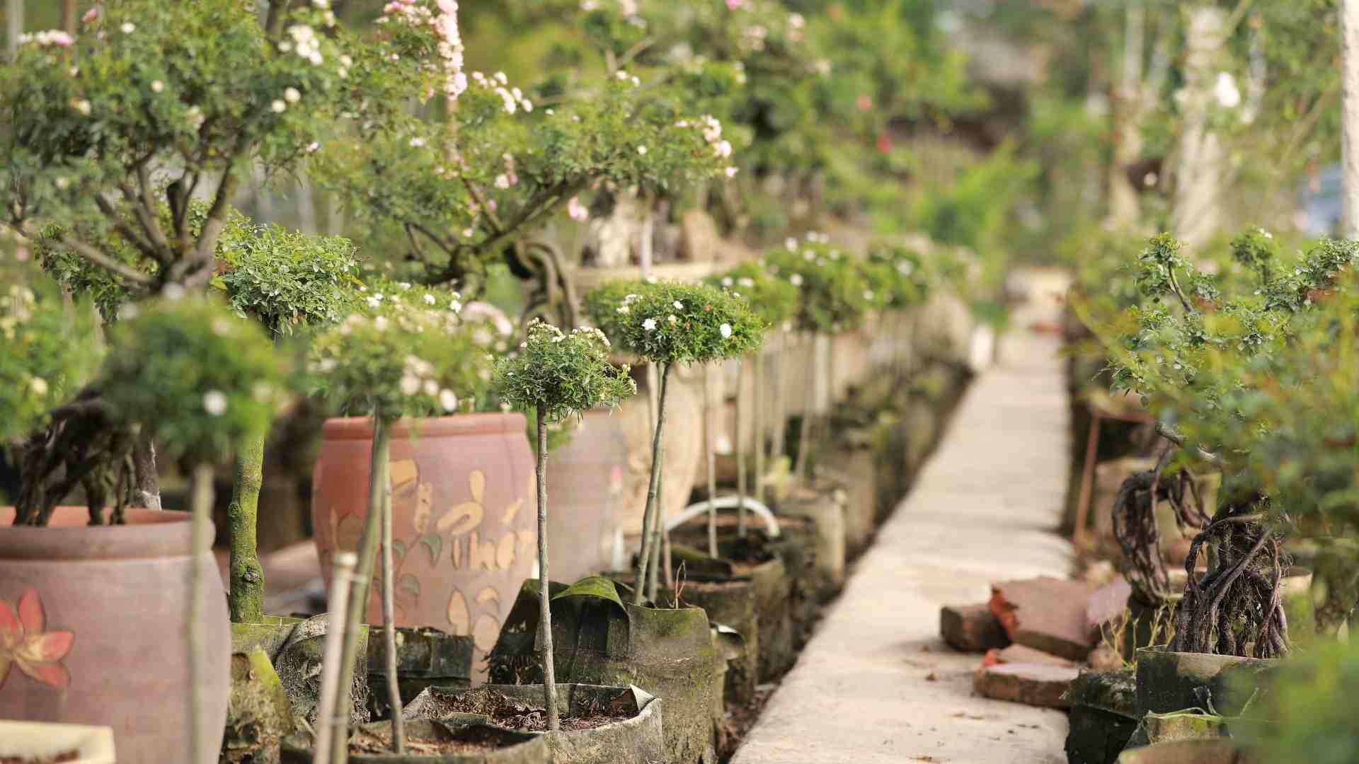 Ngoai nhung cay ''hoa hong trieu do'', anh Le Van Ca con so huu nhieu loai hoa co giong tu nuoc ngoai. 