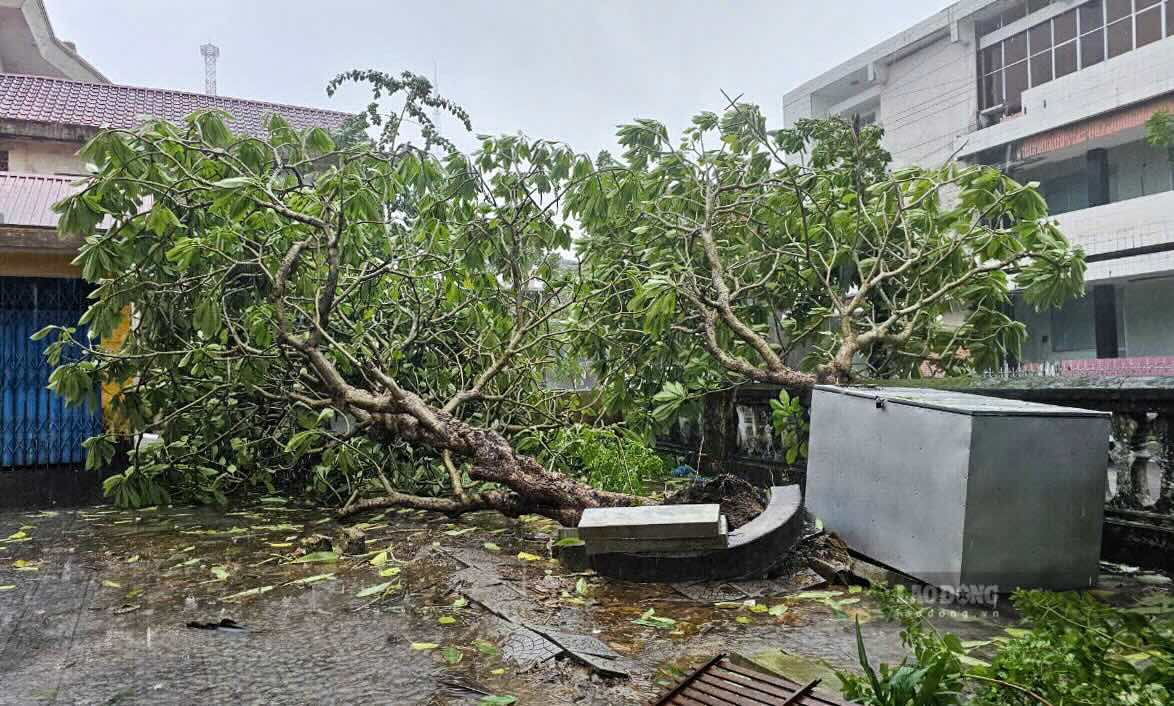 Trees broken by storm Tra Mi.