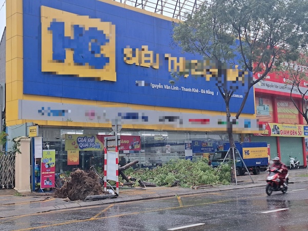 A series of fallen trees in Da Nang during storm Tra Mi. Photo: Nguyen Linh