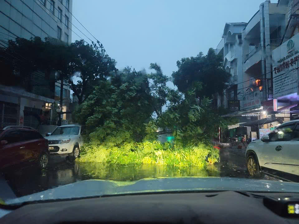 Cay nga do o duong Quang Trung, TP Da Nang. Anh: Thanh Hai