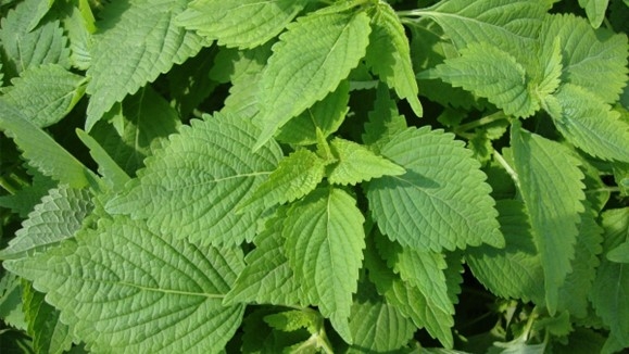 Oregano - A familiar spice that helps reduce blood sugar.