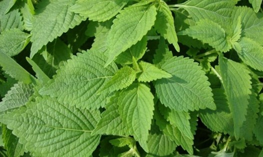 Kinh giới - Loại rau gia vị quen thuộc giúp giảm đường huyết.