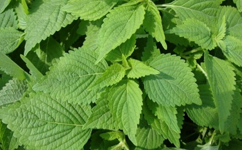 Oregano - A familiar spice that helps reduce blood sugar.