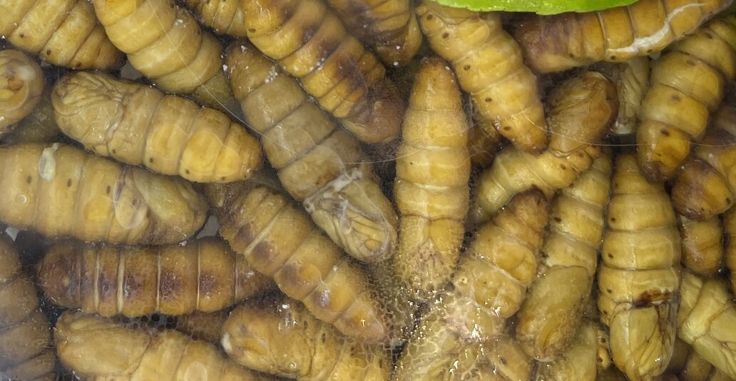 Silkworm pupae are included in the diet for weight loss but are only effective when prepared properly. Photo: Kieu Vu