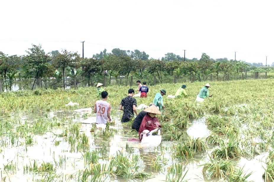 Huy dong cac luc luong tham ho tro nguoi dan bi thiet hai hoa mau. Anh:  