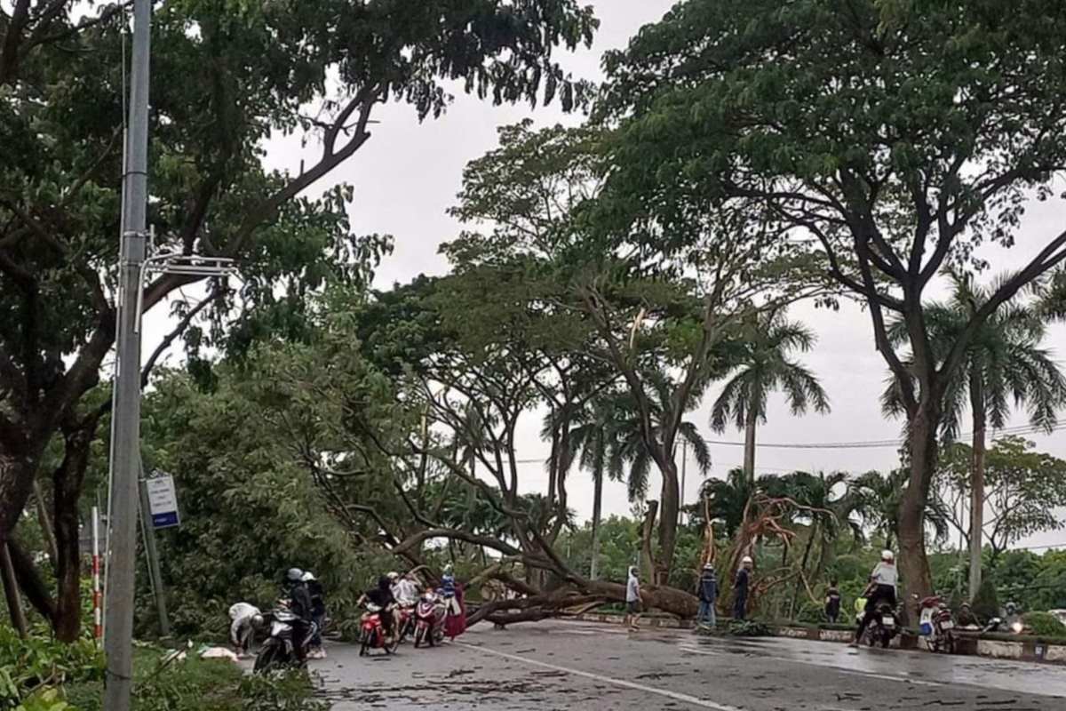 A tamarind tree planted in 2006, over 15m high, fell across the road during a thunderstorm. Photo: Tam Nguyen