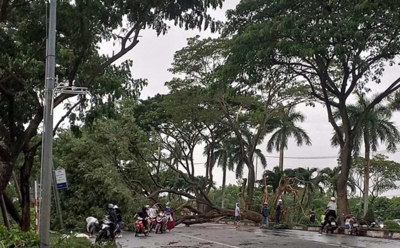 A tamarind tree planted in 2006, over 15m high, fell across the road during a thunderstorm. Photo: Tam Nguyen