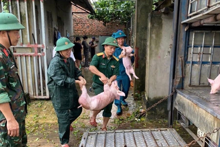 Ban Chi huy quan su huyen Dan Phuong giup dan di chuyen vat nuoi ra noi an toan. Anh: Nguyen Hoa