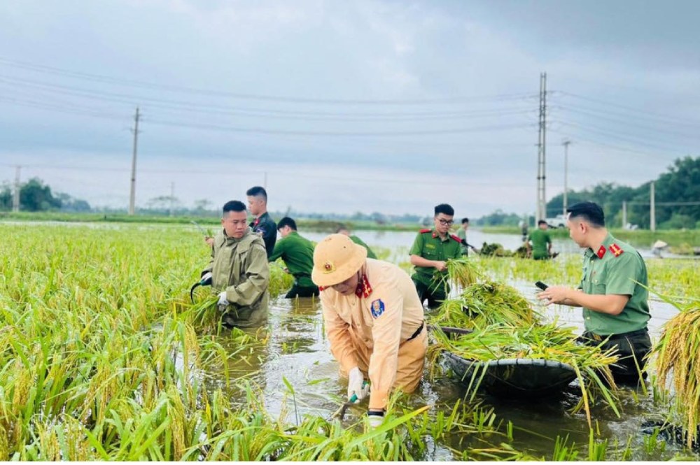  Cong an huyen Ba Vi, Ha Noi xuong dong gat lua som, giup dan phong chong ngap lut. Anh: Chu Dung 