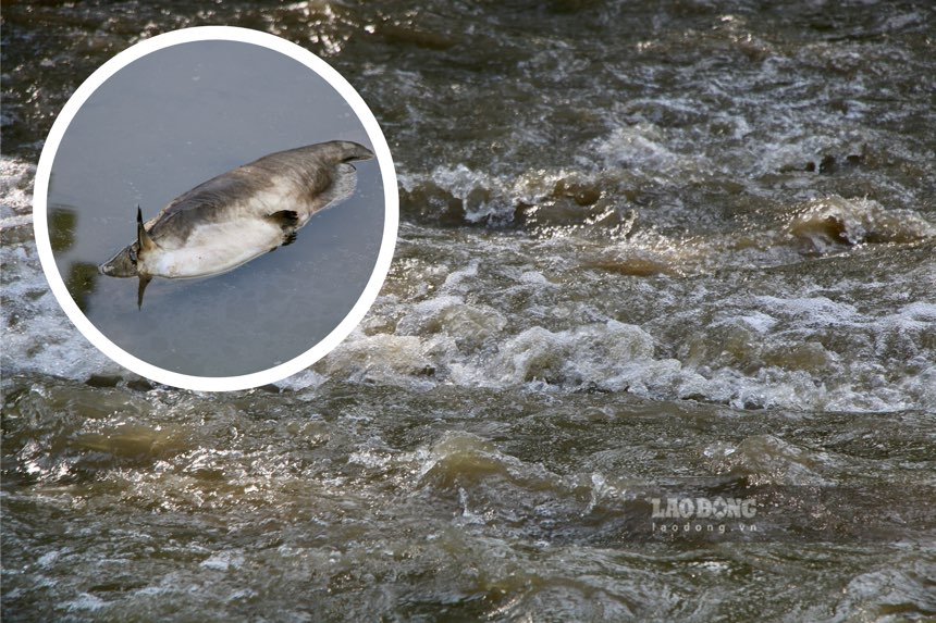 People in Binh Phu commune (Chiem Hoa) face the risk of water shortage after the breakdown of a mud dam in Bac Kan. Photo: Viet Bac.