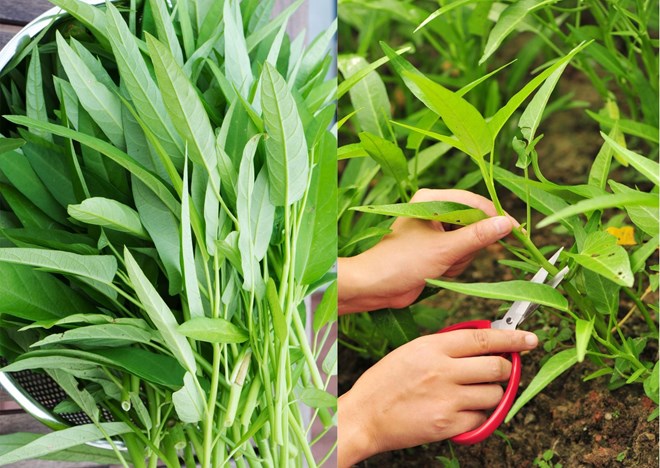 Water spinach has the ability to regulate blood sugar levels, thereby contributing significantly to the prevention and support of blood sugar control. Graphics: Doan Hang.