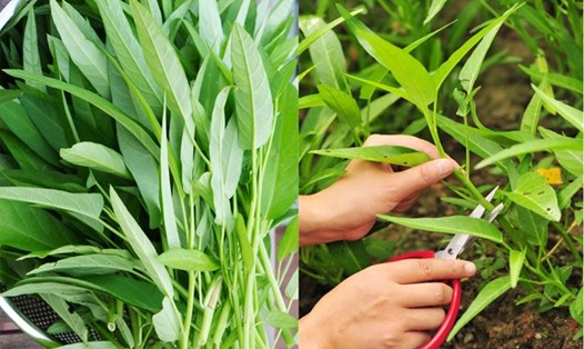 Rau muống có khả năng điều chỉnh lượng đường trong máu, từ đó góp phần quan trọng trong việc phòng ngừa và hỗ trợ kiểm soát đường huyết. Đồ họa: Doãn Hằng.