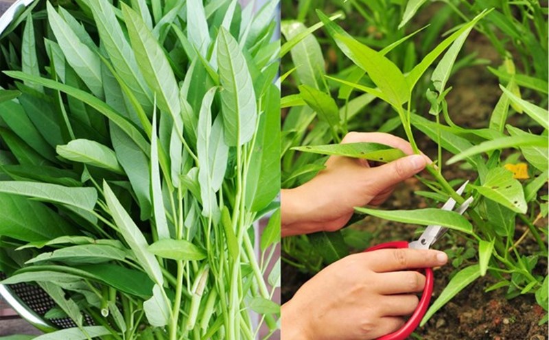 Water spinach has the ability to regulate blood sugar levels, thereby contributing significantly to the prevention and support of blood sugar control. Graphics: Doan Hang.
