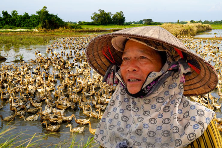 Duck farmers run their fields away from home all year round