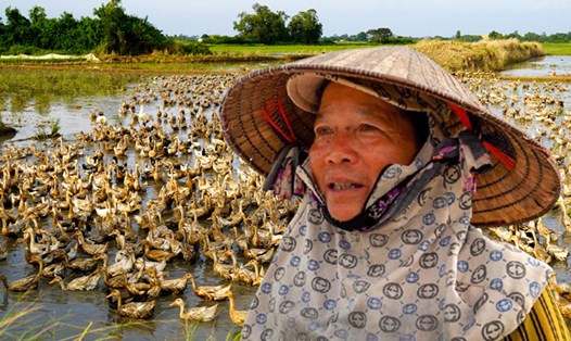 Người nuôi vịt chạy đồng quanh năm xa nhà