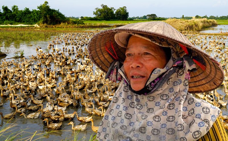 Duck farmers run their fields away from home all year round