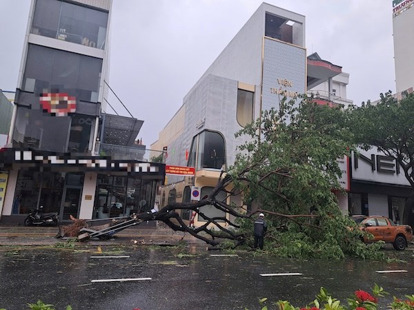 The entire city had 909 trees fell after storm No. 6 Tra Mi. Photo: Nguyen Linh