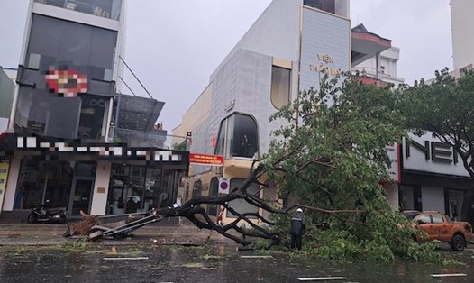 Toàn thành phố có 909 cây xanh bị đổ sau cơn bão số 6 Trà Mi. Ảnh: Nguyễn Linh