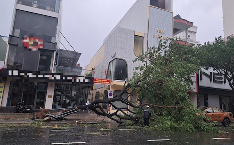 The entire city had 909 trees fell after storm No. 6 Tra Mi. Photo: Nguyen Linh