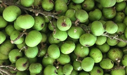 Thanks to their fiber, antioxidants and beneficial natural compounds, figs help maintain stable blood sugar levels and protect cells from damage. Photo: Pham My.