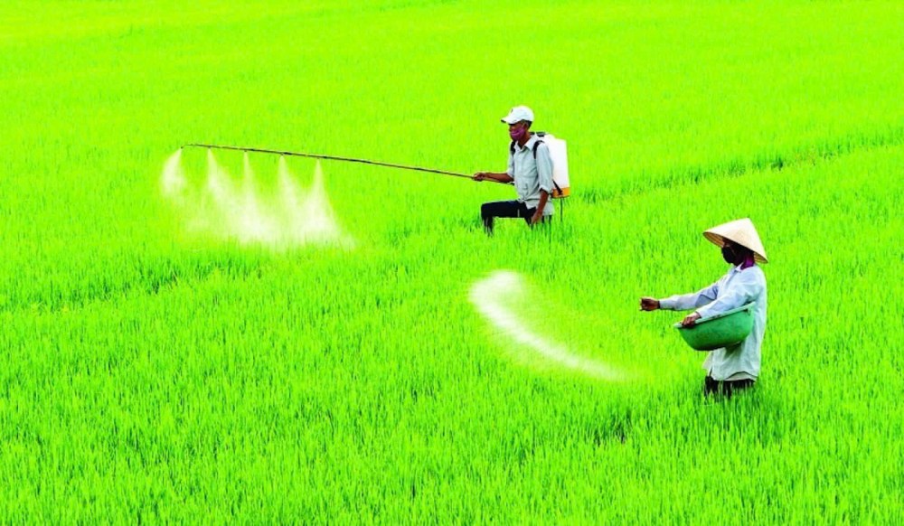 The application of 5% VAT is for the benefit of the people, not that the price of fertilizer will increase by 5%. Photo: PVN