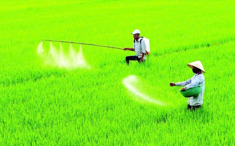 The application of 5% VAT is for the benefit of the people, not that the price of fertilizer will increase by 5%. Photo: PVN