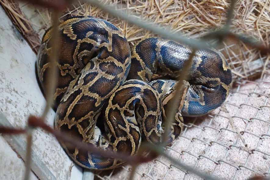 The 6kg python that was caught by local people was handed over to the forest rangers to be released back into the wild. Photo: Hai Tuan.
