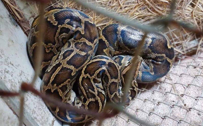 rescued python released back into wild in sorsogon |... Handing over a 7kg python to release back into the wild