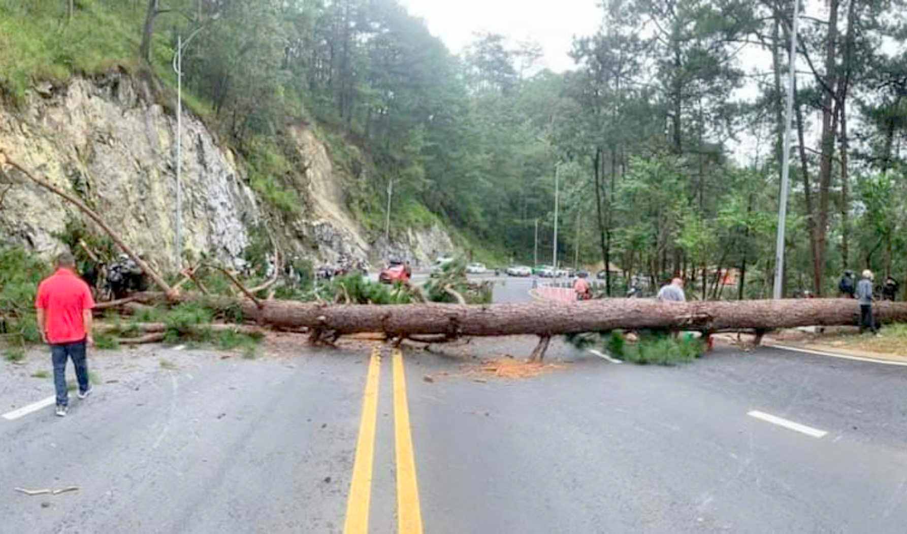An ancient pine tree fell down, blocking the road to Prenn Pass, in Da Lat city, Lam Dong province. Photo: Hoai Thanh