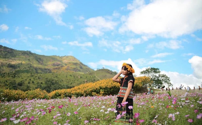Flights will bring many tourists to Gia Lai to travel during the wild sunflower season. Photo: Thanh Tuan