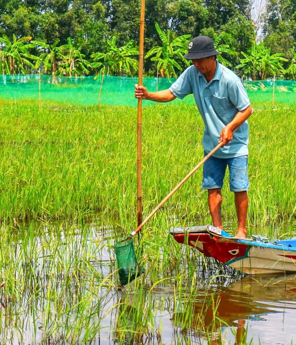 Mot so ho chon viec bat oc buou vang de ban. “Nuoc tran dong la thoi diem oc thuong to va sinh san nhieu. Chi can ra dung vot de bat oc la kiem vai chuc tham chi ca tram kg oc moi ngay“, mot ho bat oc buu o huyen My Tu (tinh Soc Trang) cho biet.