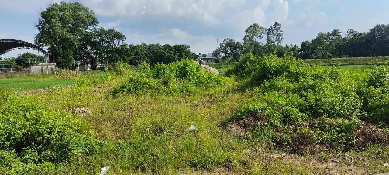 The limit on agricultural land allocation to individuals in Nam Dinh province is implemented according to Decision 44/2024. Photo: Dang Tien