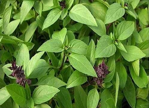 Basil has the ability to reduce blood sugar and prevent cancer thanks to powerful antioxidant compounds. Photo: Thanh Ngoc.