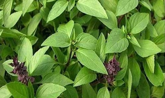 Húng quế có khả năng giảm đường huyết và ngăn ngừa ung thư nhờ vào các hợp chất chống oxy hóa mạnh mẽ. Ảnh: Thanh Ngọc.