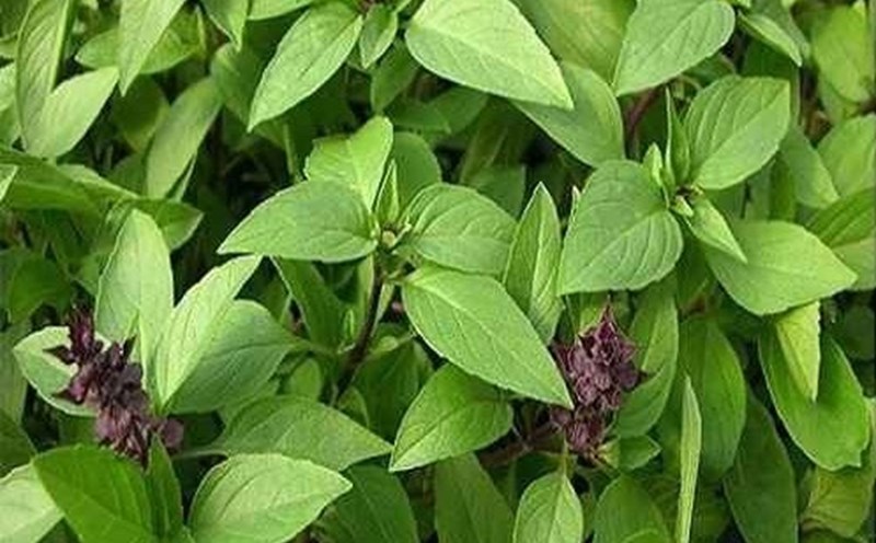 Basil has the ability to reduce blood sugar and prevent cancer thanks to powerful antioxidant compounds. Photo: Thanh Ngoc.