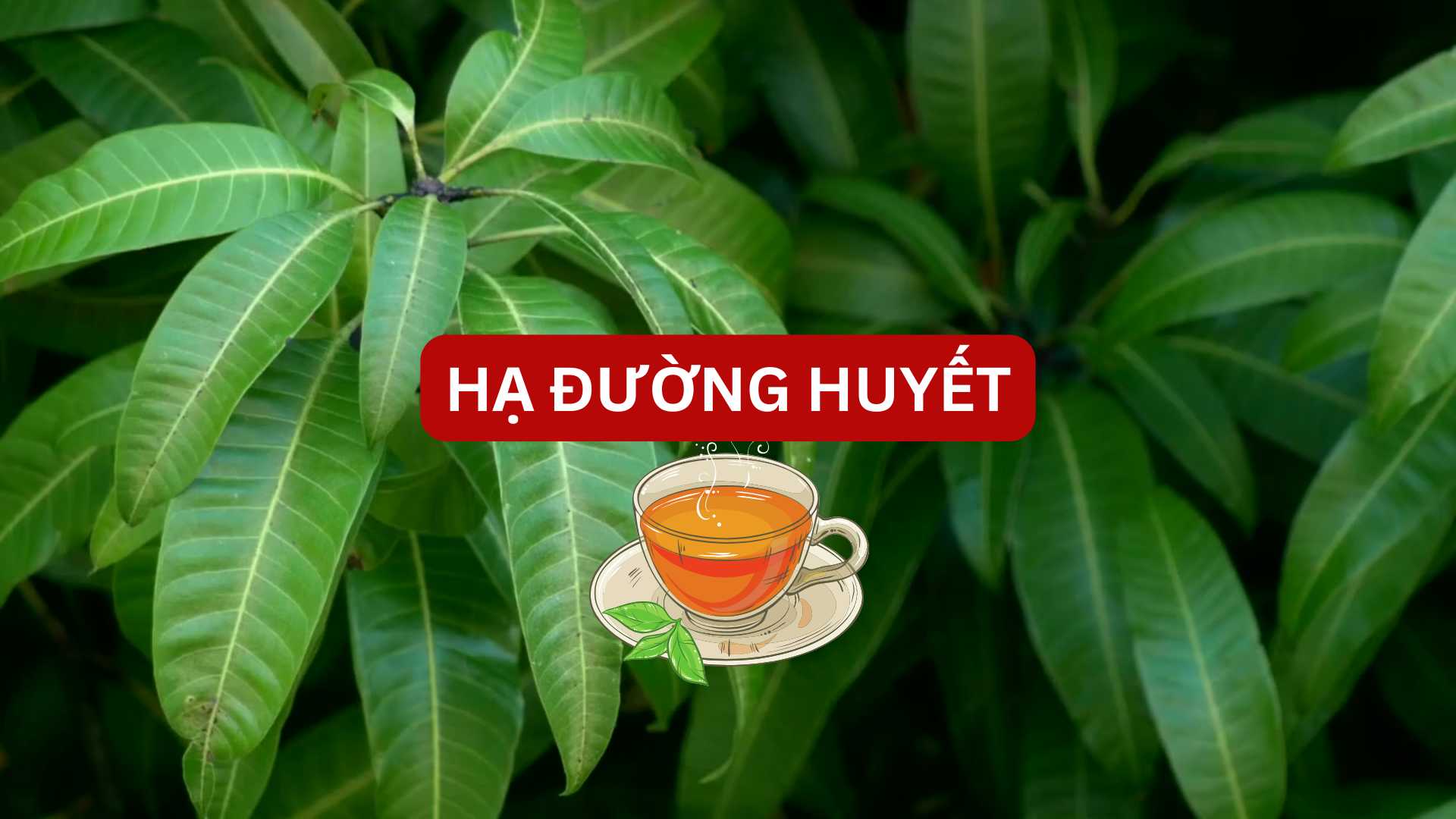 The unexpected effect of mango leaf tea helps lower blood sugar.