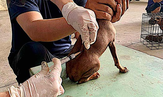 Tiêm vaccine phòng bệnh dại cho chó mèo ở Phan Thiết. Ảnh: Duy Tuấn