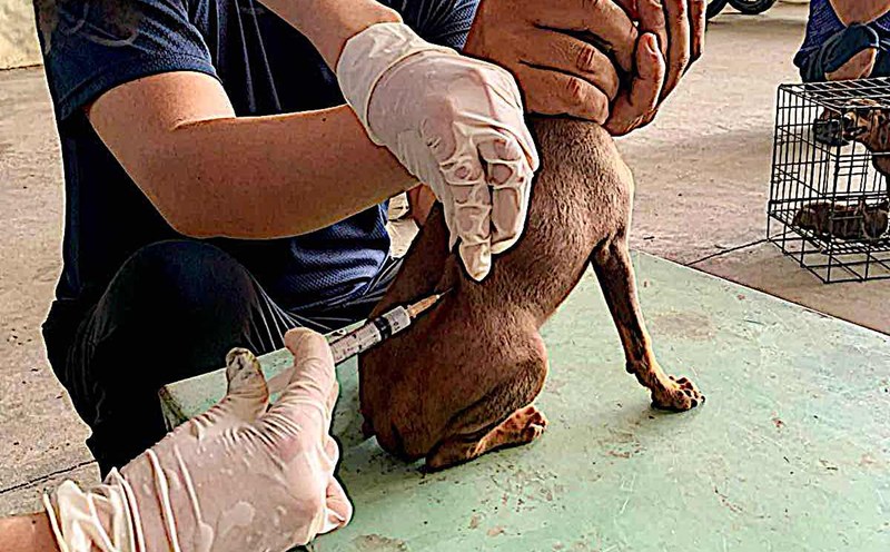 Vaccination against rabies for dogs and cats in Phan Thiet. Photo: Duy Tuan