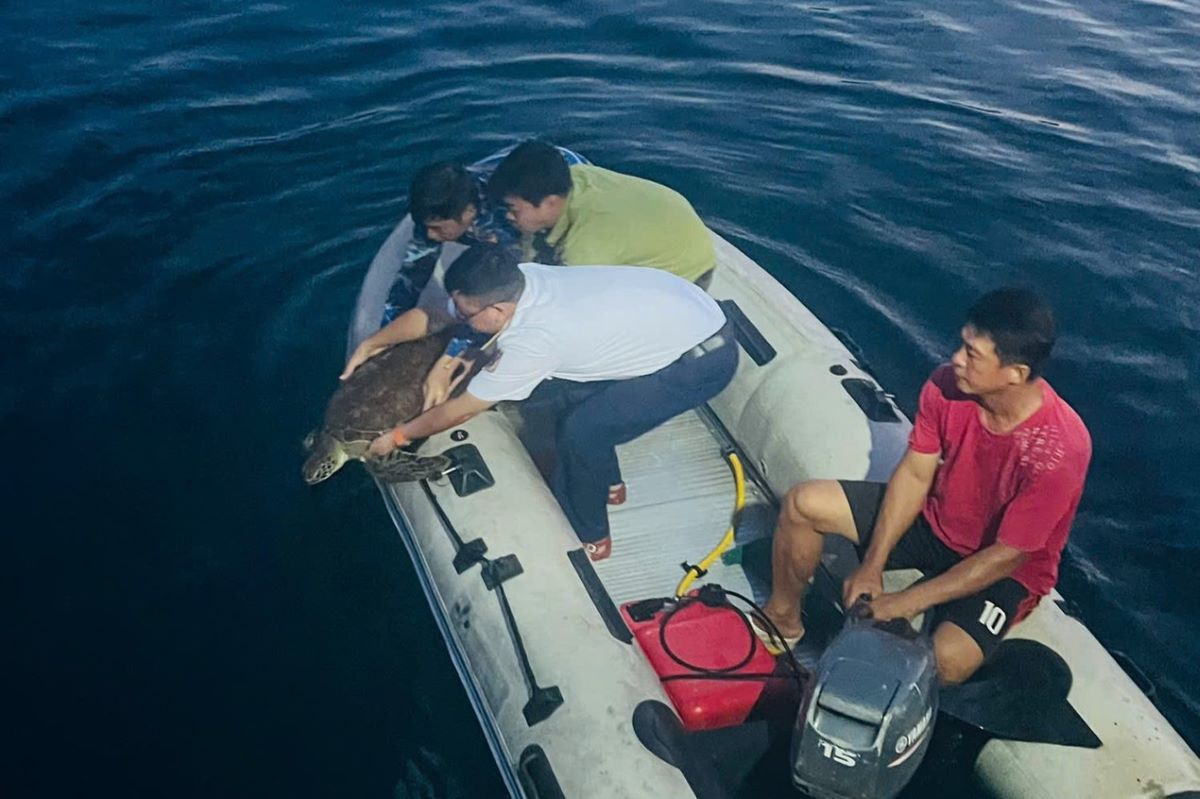 Releasing a rescued sea turtle back into the wild. Photo: Tien Long