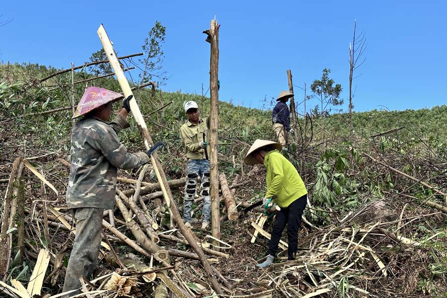 Nhung ngay nay, nhieu ho gia dinh dang giup nhau tan thu go, boc vo keo tai nhung canh rung.