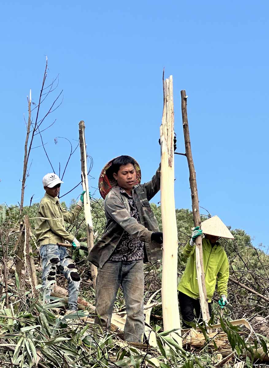 Tinh Quang Ninh dang ho tro nhung nguoi trong rung bi thiet hai do bao Yagi theo Quyet dinh 1568/2017/QD-UBND, ban hanh nam 2017, doi voi dien tich rung bi thiet hai tu 30-70% ho tro 2 trieu dong/ha, tren 70% la 4 trieu dong.