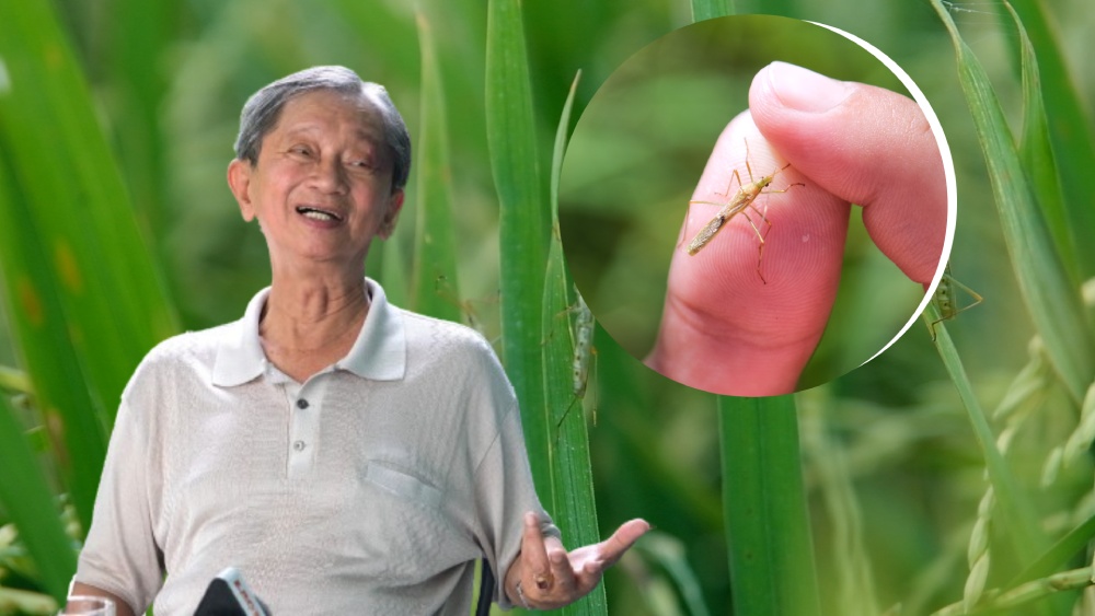 Chuyên gia tư vấn cách ứng phó bọ xít hôi gây hại lúa